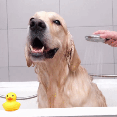 Pranje psa vodom