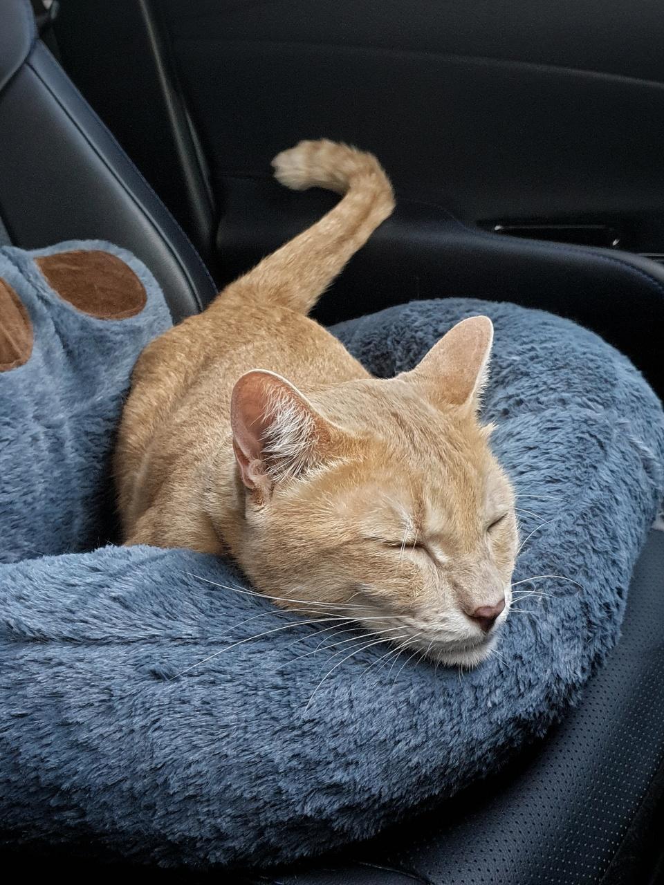 An adorable orange cat who lying alone on passenger seat without carrier inside the car when travel with owner on summer
