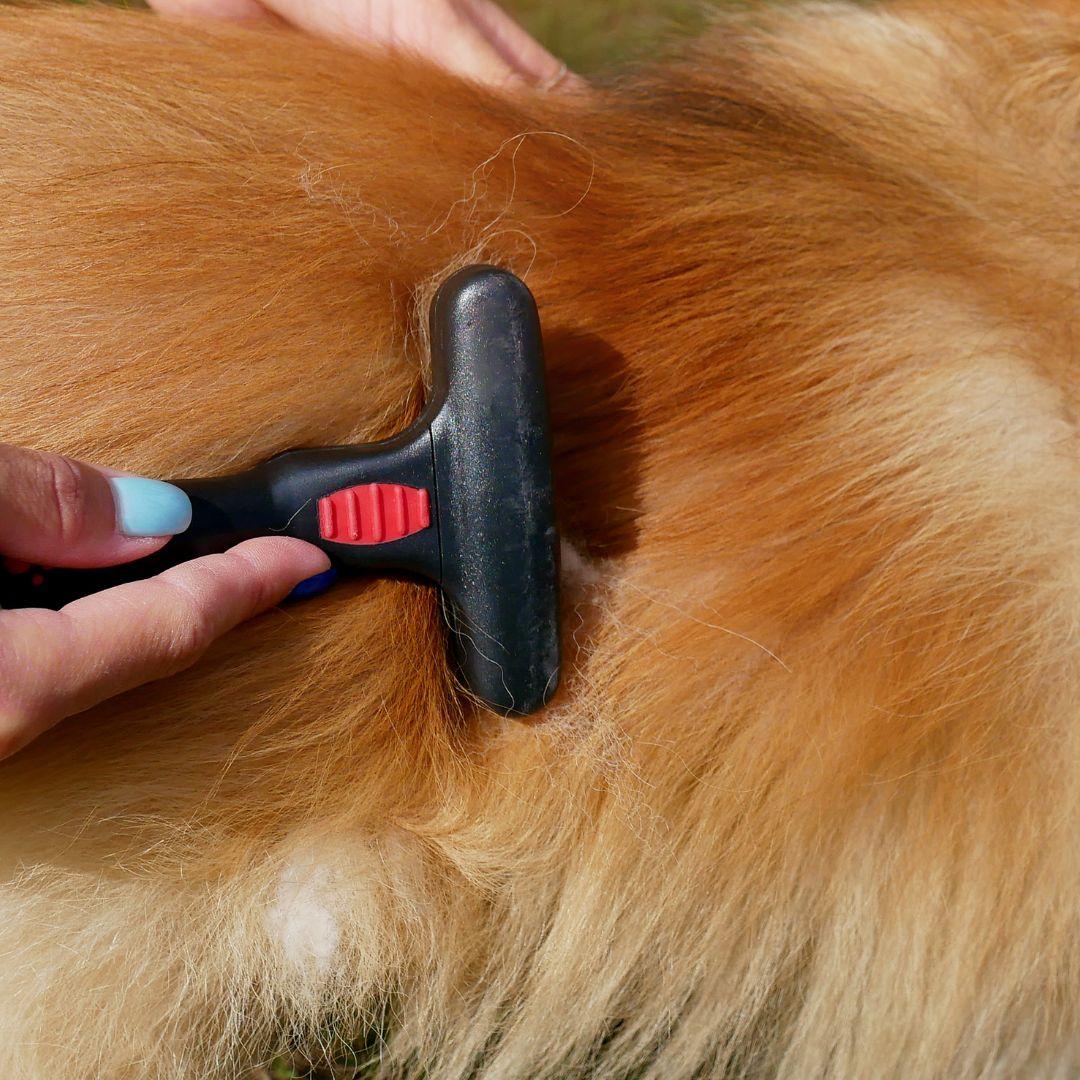 Close up of dog fur being groomed