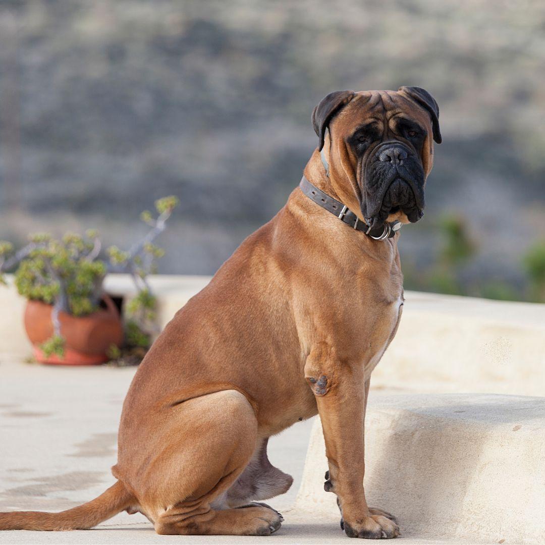 Male dog
