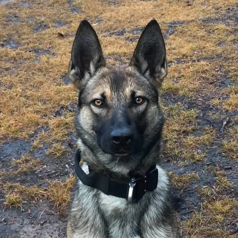 K-9 Santxo