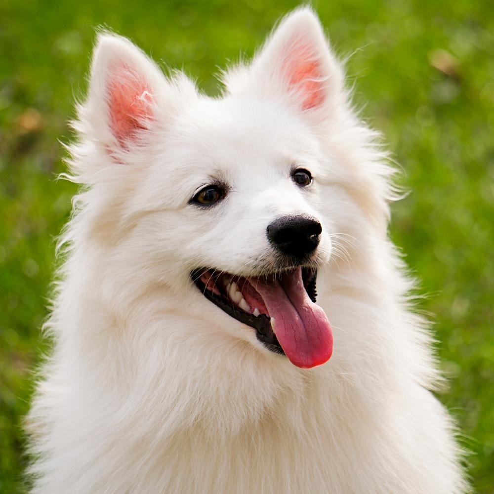 american eskimo dog