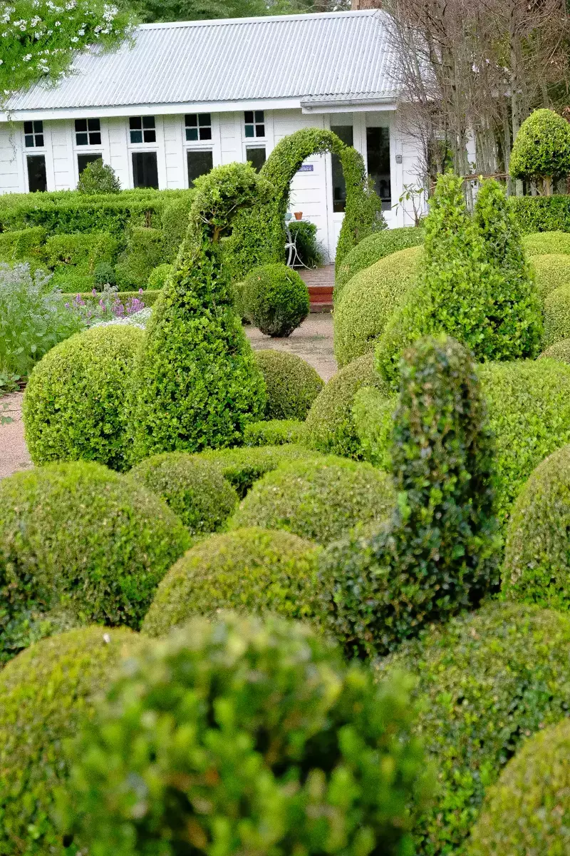 Whimsical box hedge topiary shaped into flowing forms in a formal garden, with rounded clipped shrubs leading toward a white cottage with a corrugated metal roof in the background.