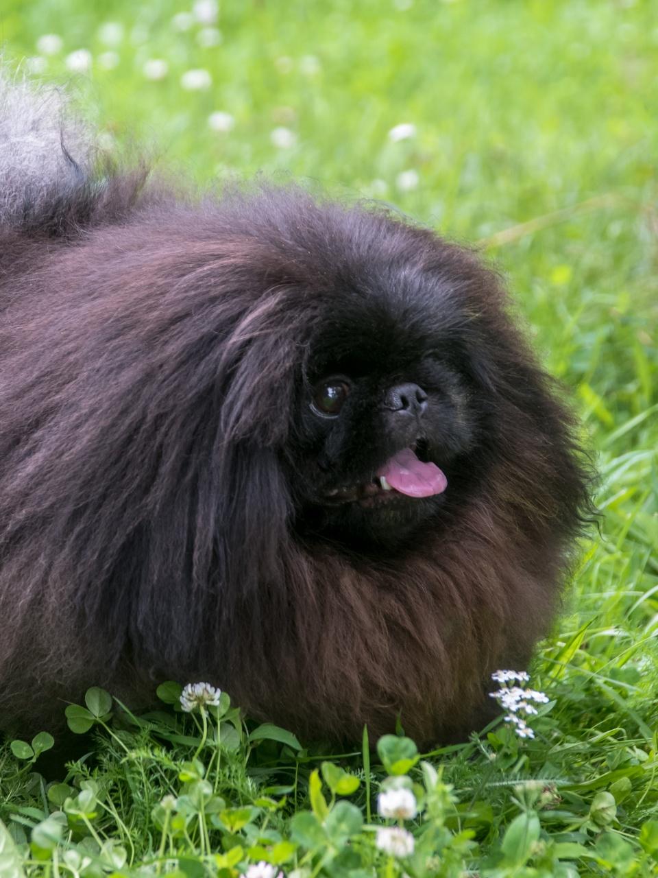 Pekingese dog