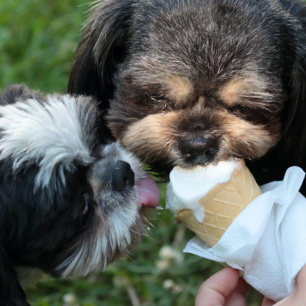 Adorable puppies licking vanilla ice cream in the yard