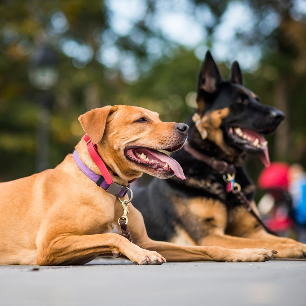 Well-trained dogs laying on the floor