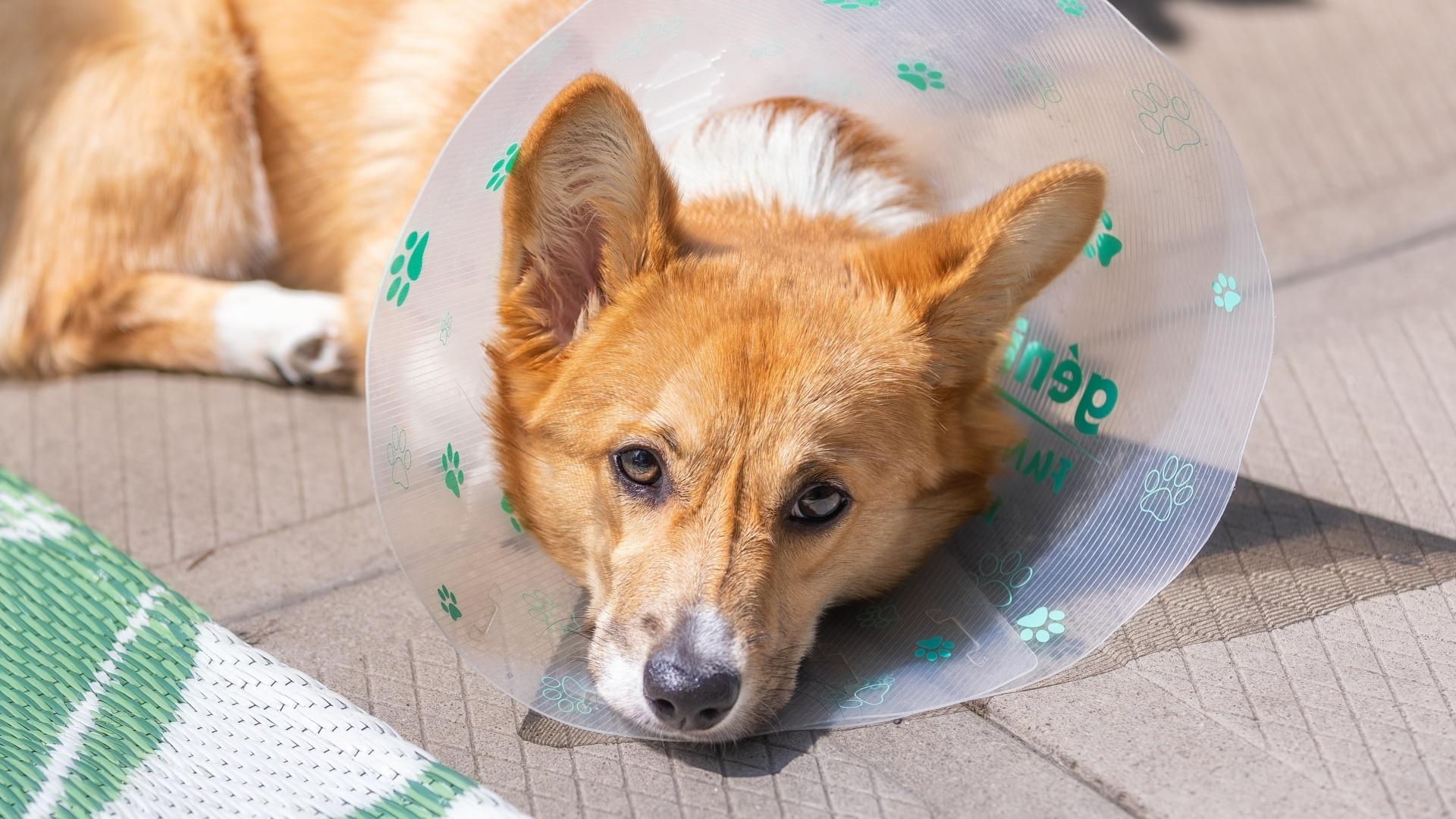 Adorable Pembroke Welsh Corgi puppy laying outside wearing the cone of shame after getting spayed