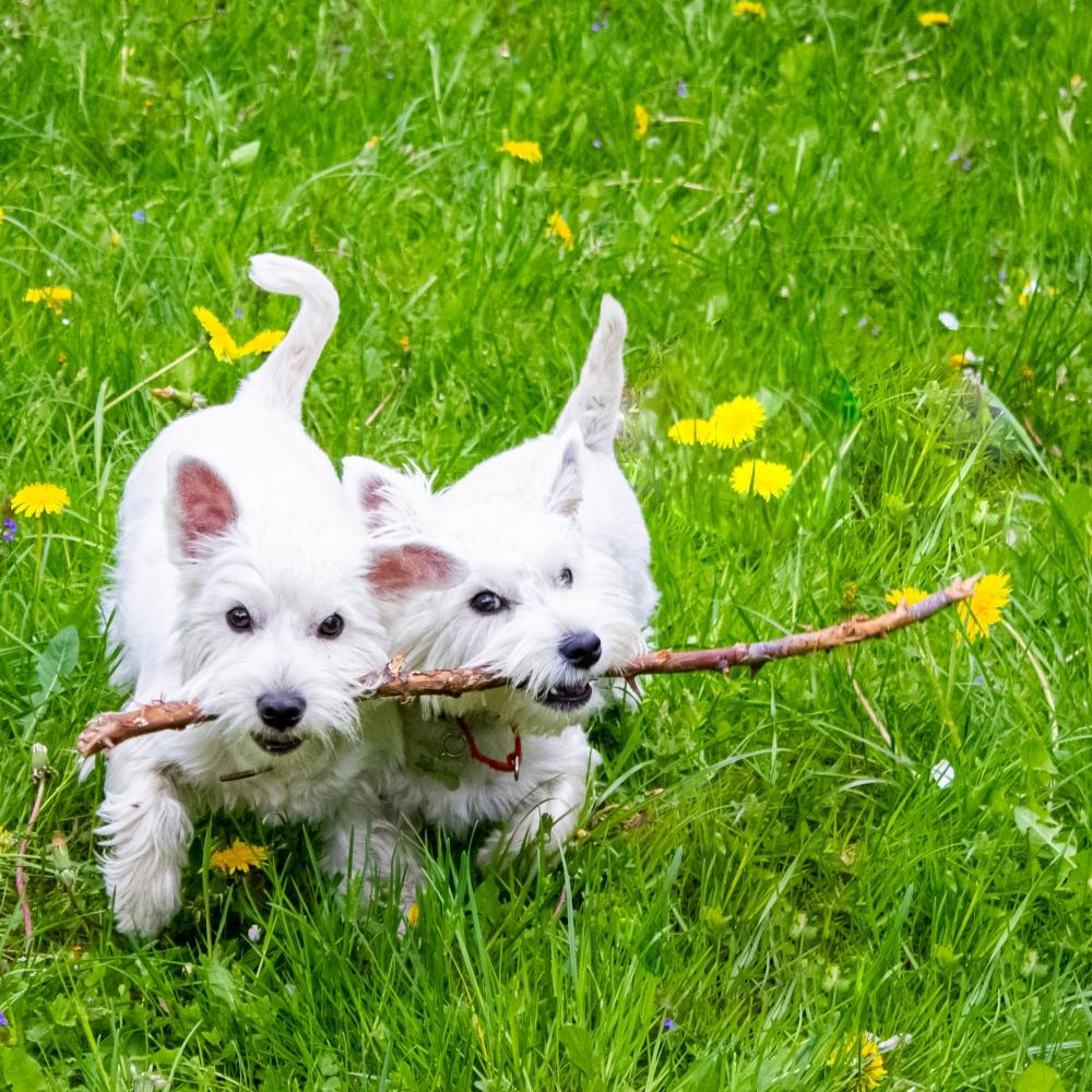 West Highland White Terrier Dog
