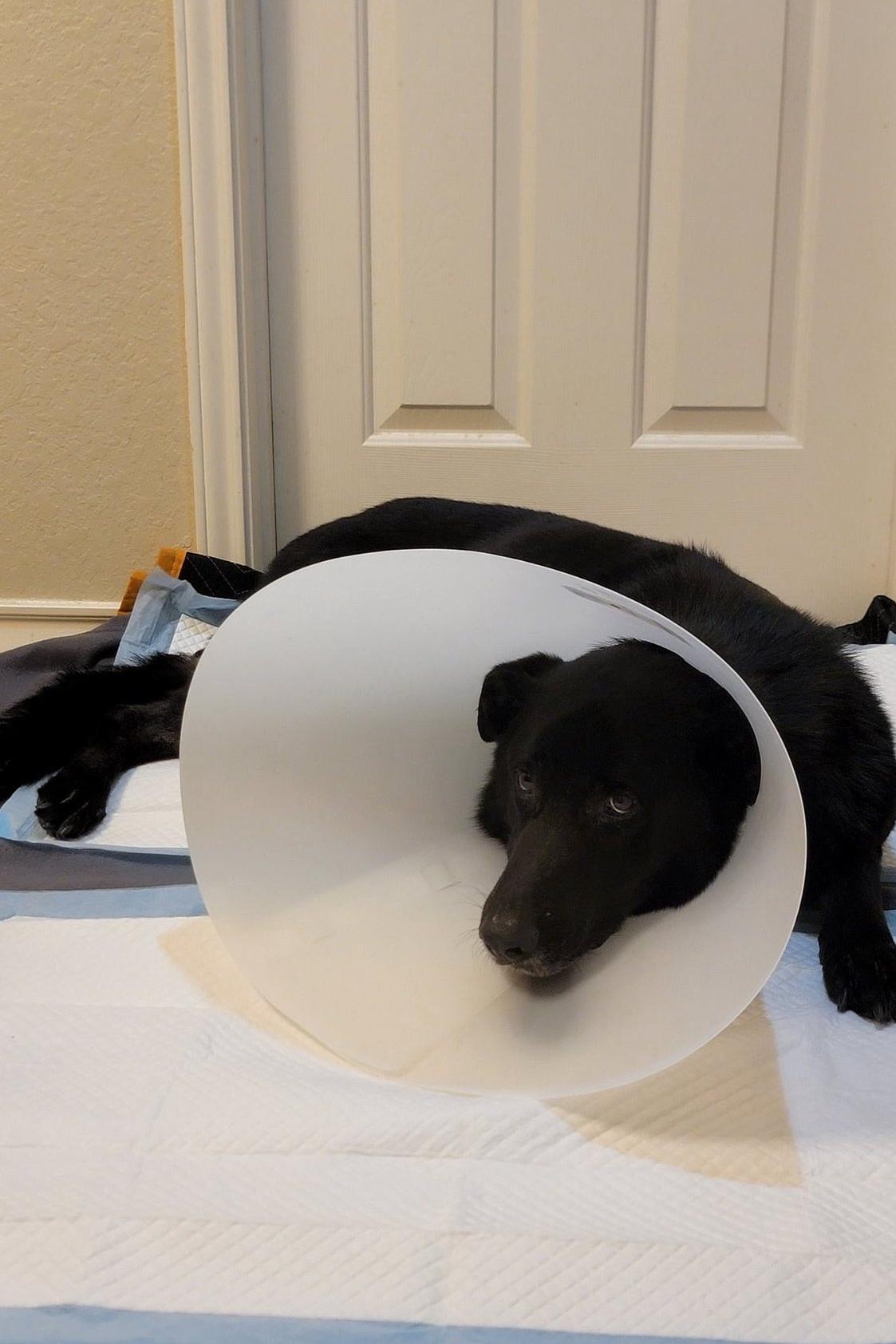 areck in cone