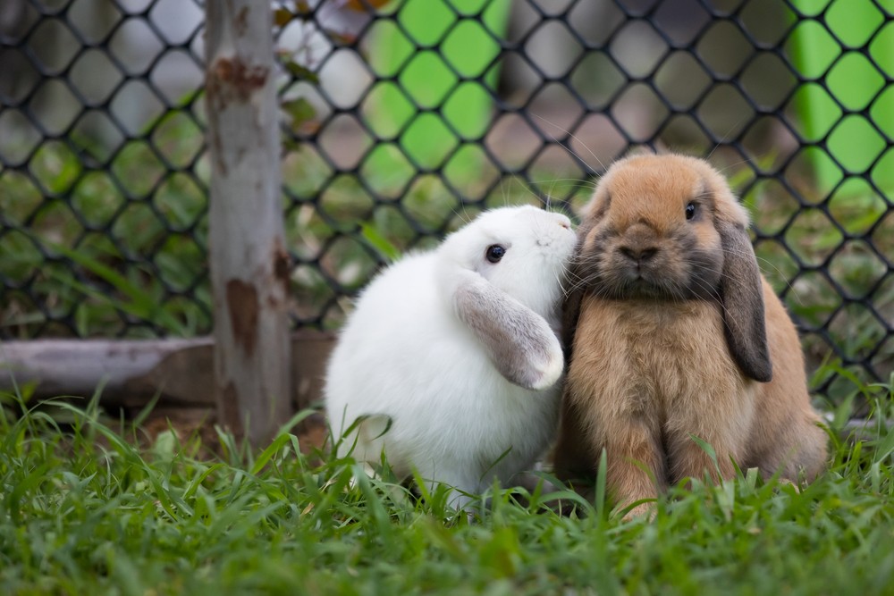two bonded rabbits