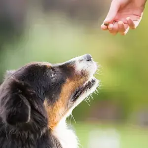 Positive Reinforcement Dog Training