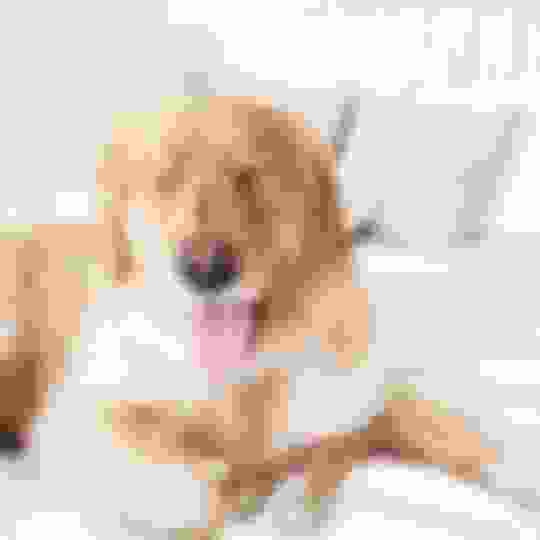 Why does dog pee on my bed and How to Stop It Potty Buddy Potty Buddy™