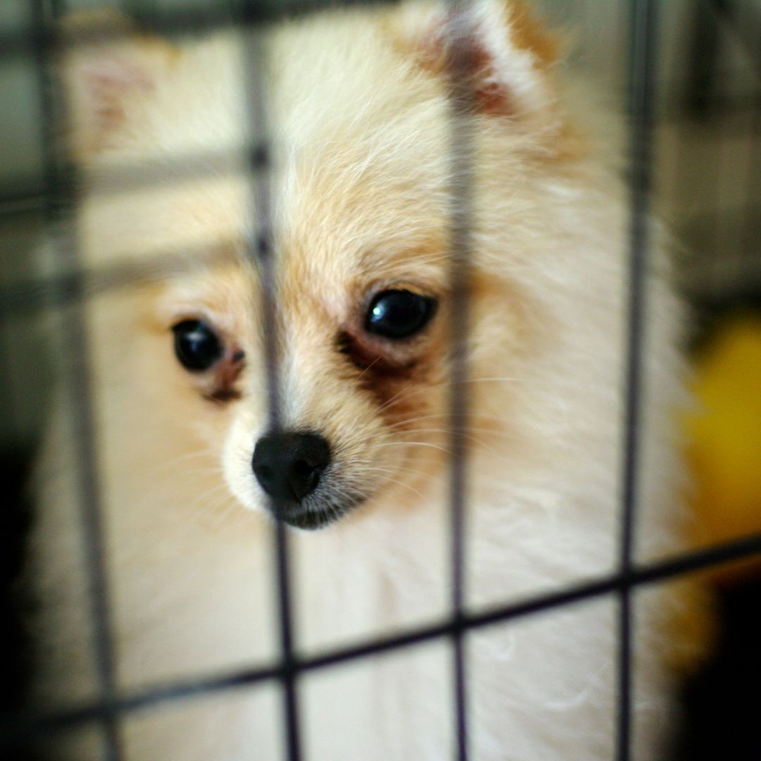 Sad looking dog in crate