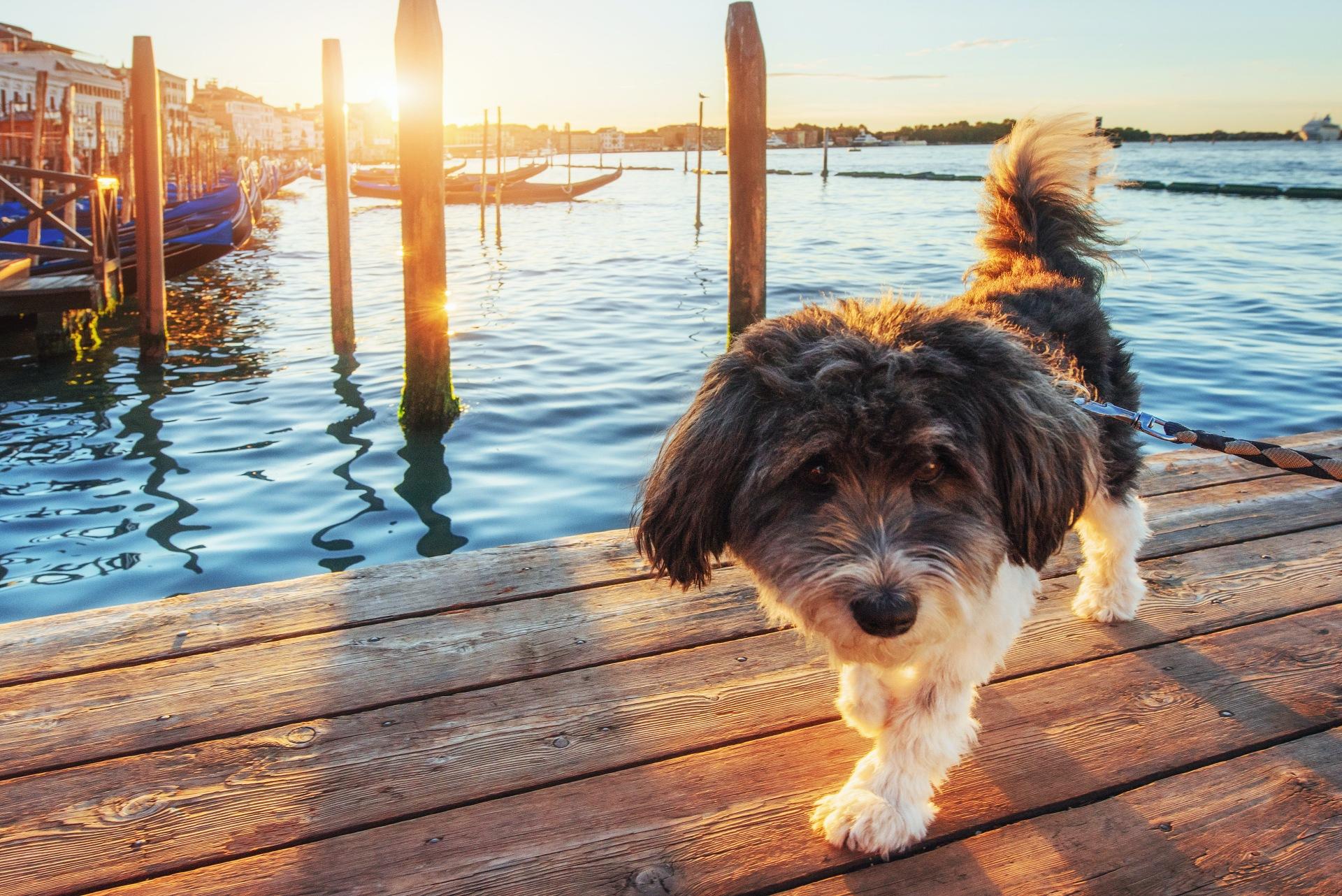 Havanese dog at dock of gondolas