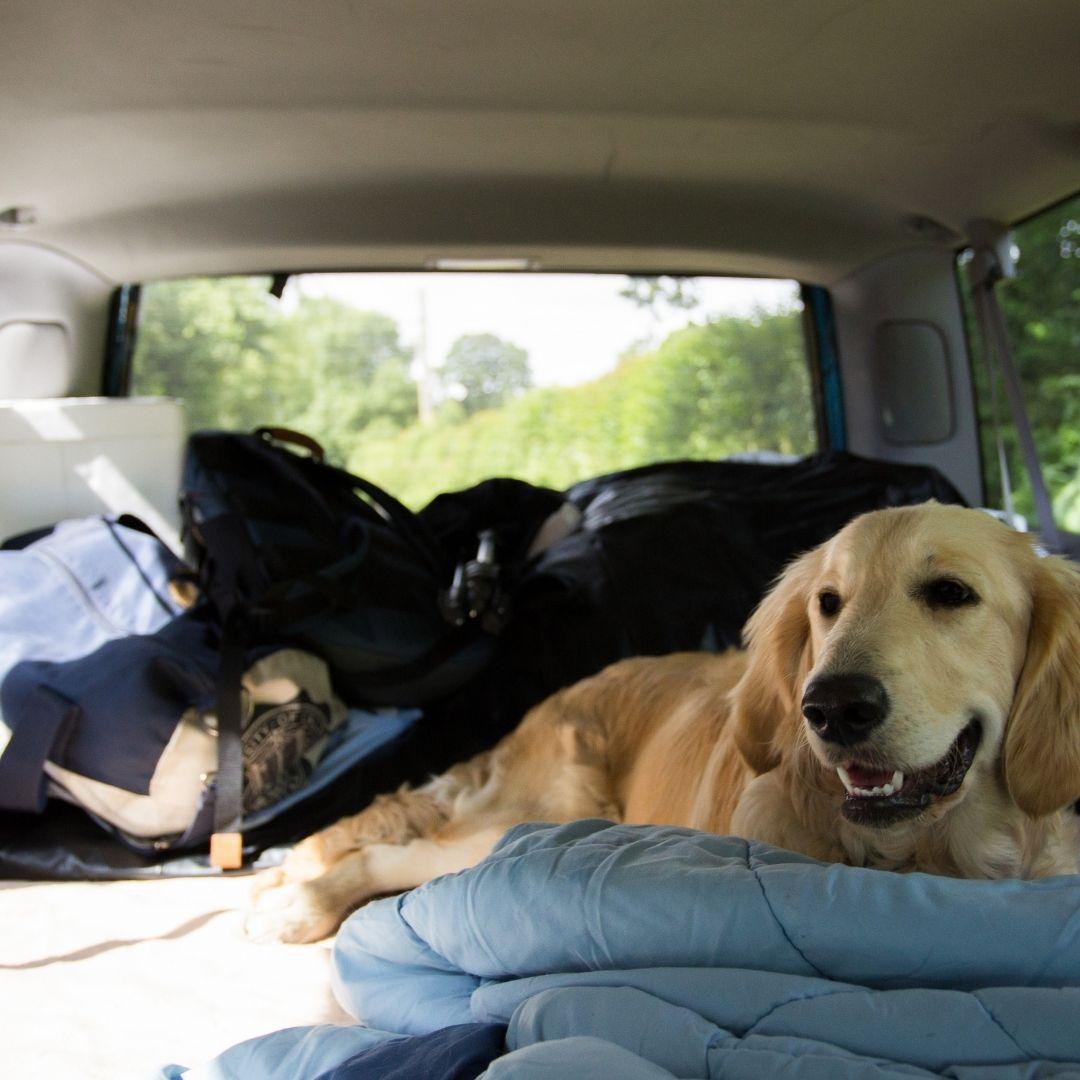 The Ultimate Pet-Friendly Road Trip Guide – 4Knines®