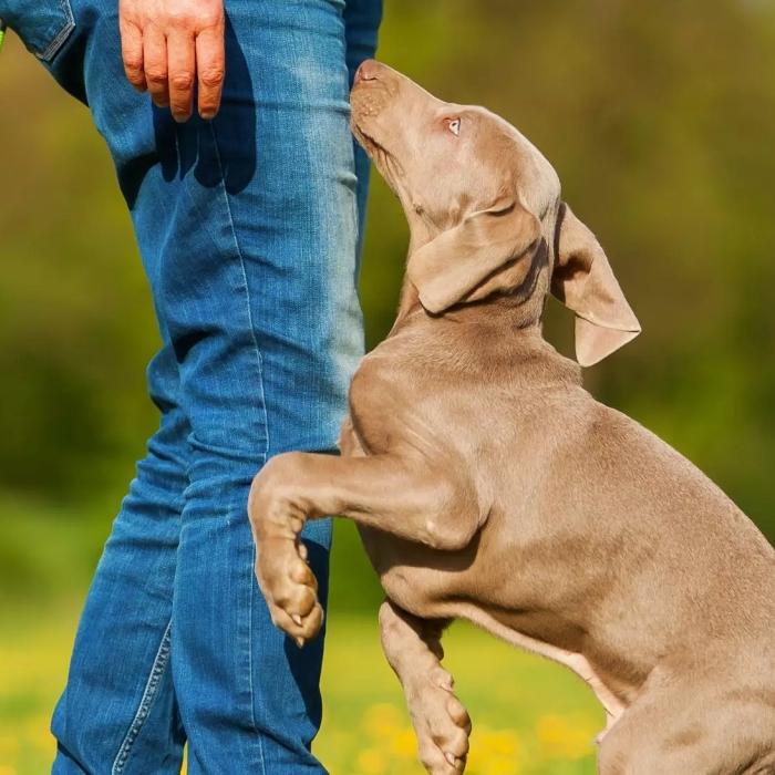 Dog about to jump to a human