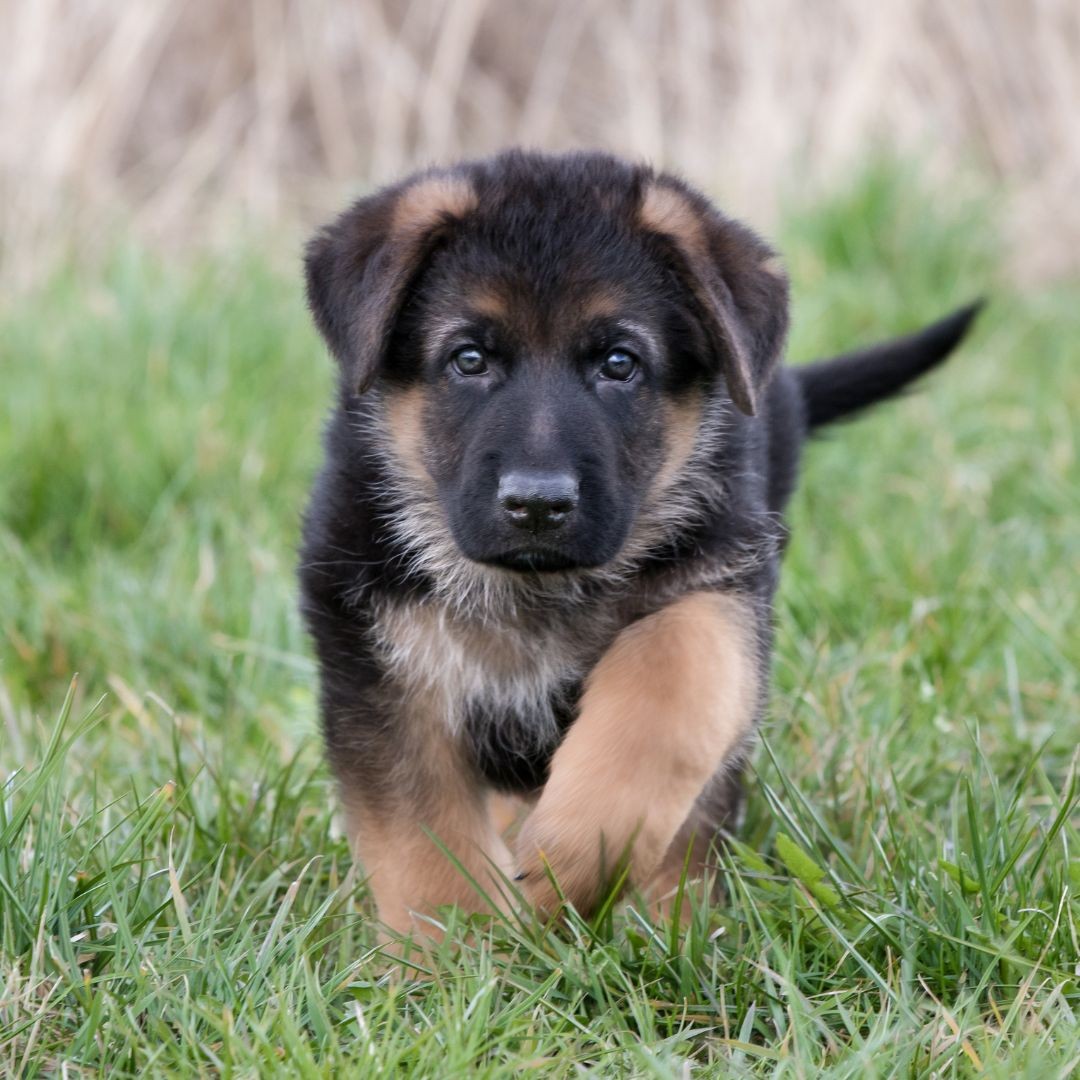 German shepherd puppy outside