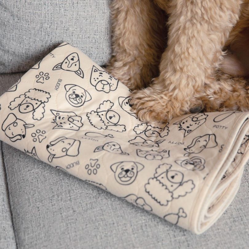 Dog paw resting on a dog potty pad whilst sitting on a sofa