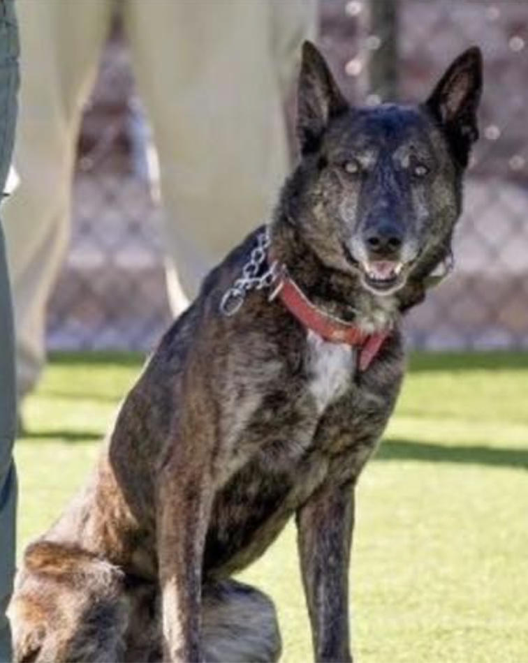 k9 wannes