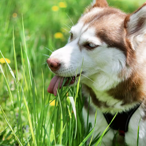 Why Is My Dog Peeing A Lot and Should I Be Concerned?