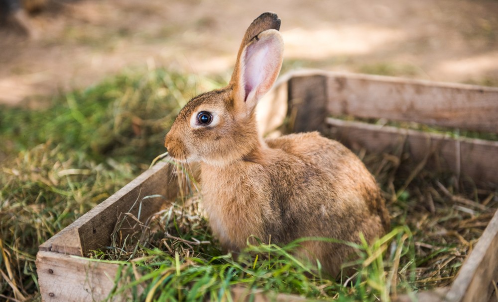 rabbit in hay box