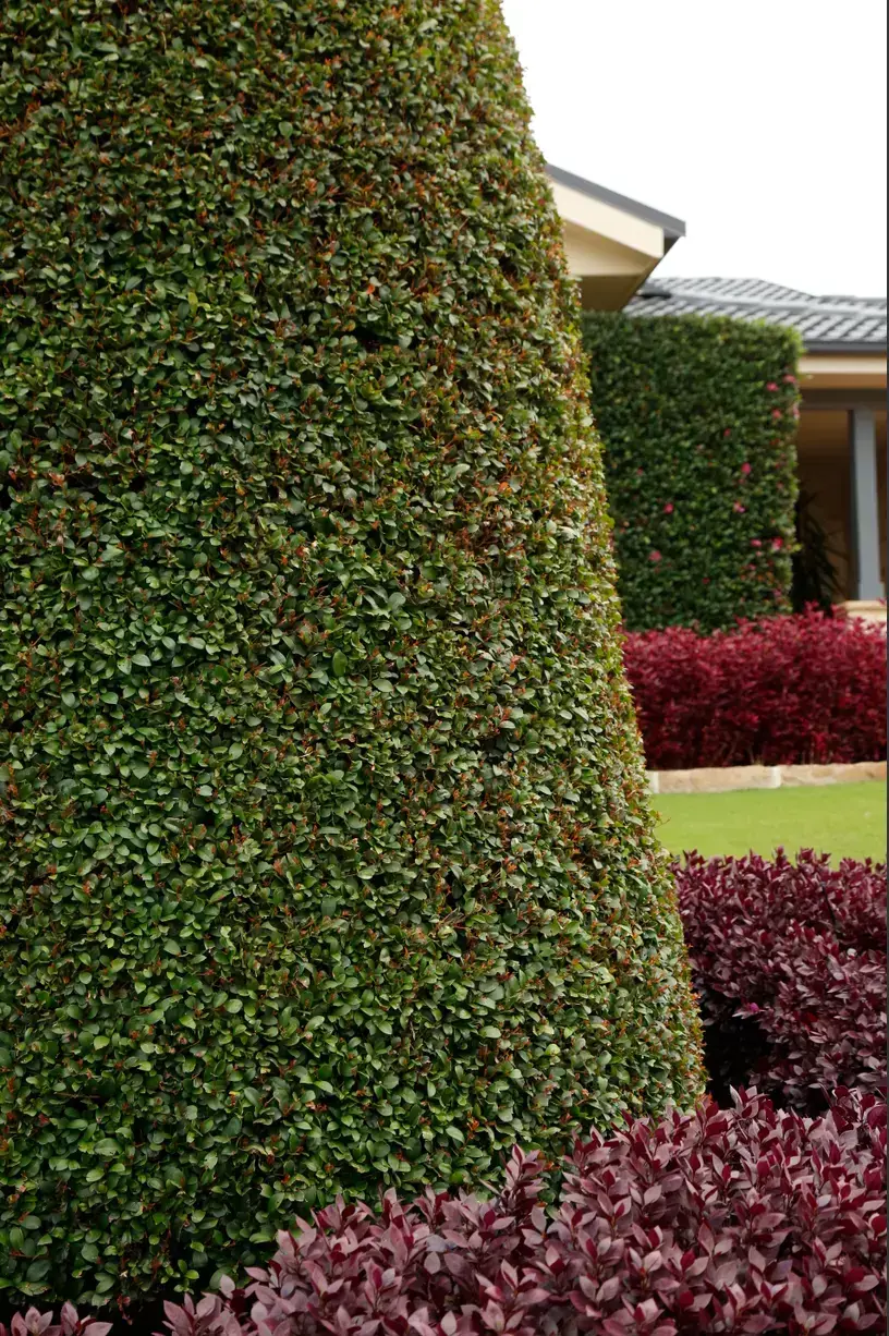 Precisely clipped formal hedge with dense green foliage, landscaped with contrasting burgundy shrubs in a modern garden.
