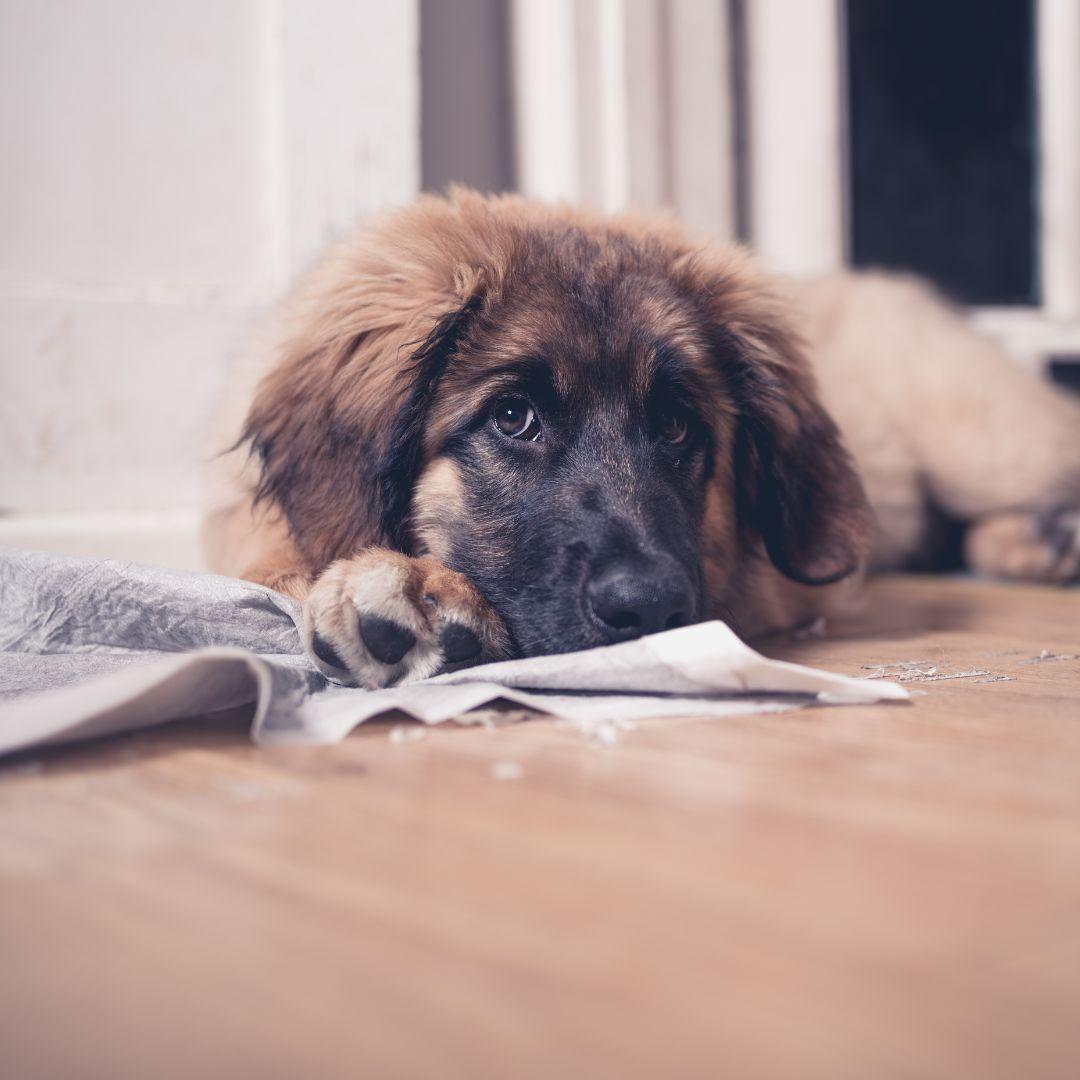 How to Stop Puppy From Chewing Pee Pad Potty Buddy Potty Buddy™