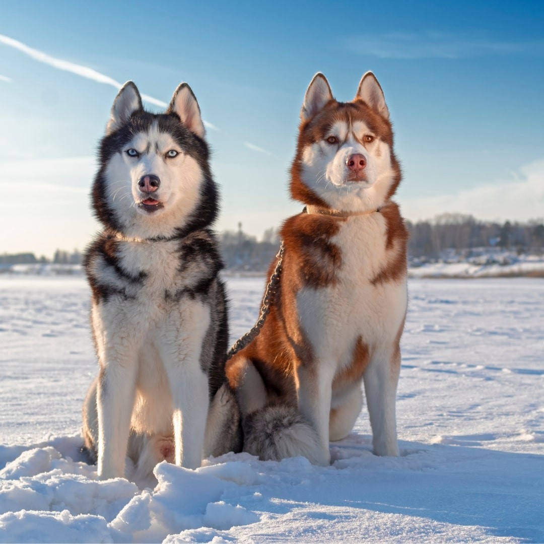 Two dogs standing on snow