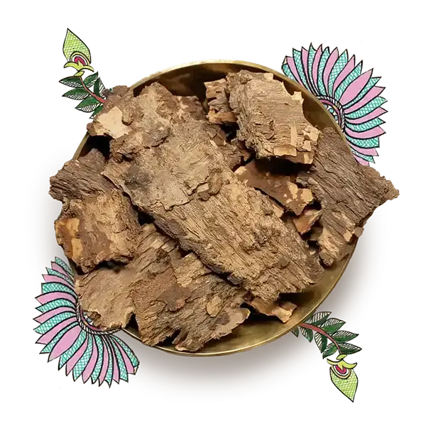 Blackboard Tree Bark (Saptaparna, Alstonia scholaris) 