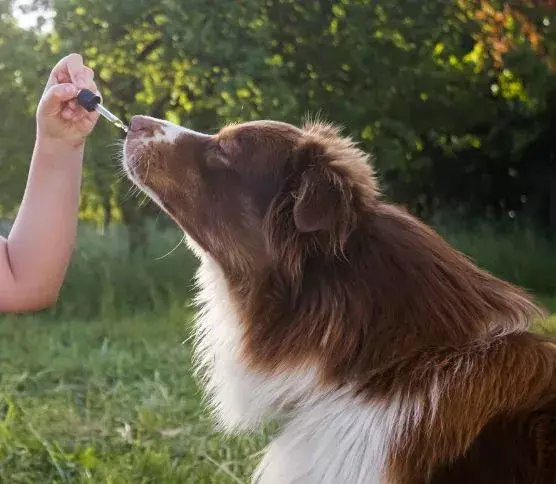 cbd oil dogs