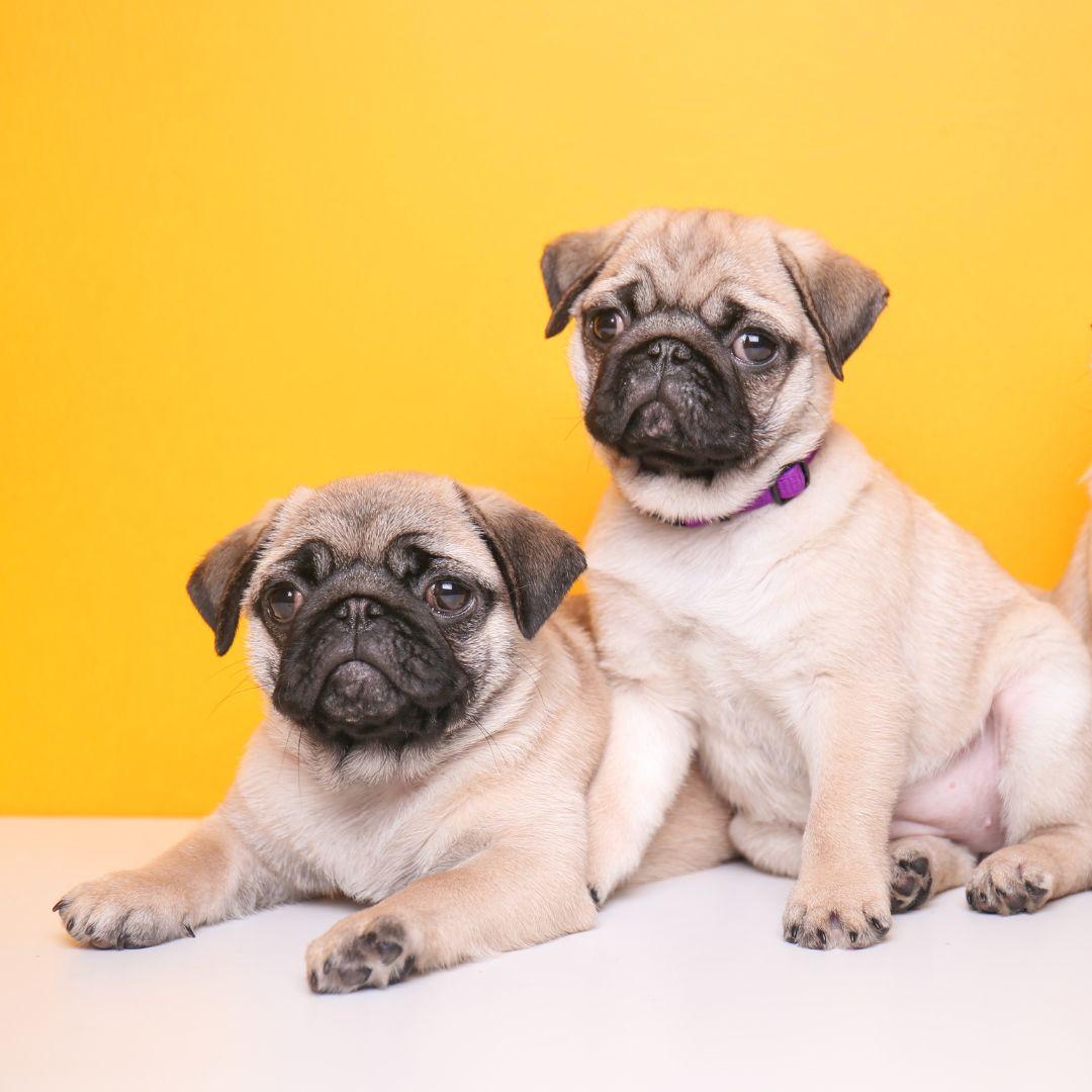 Two pug puppies