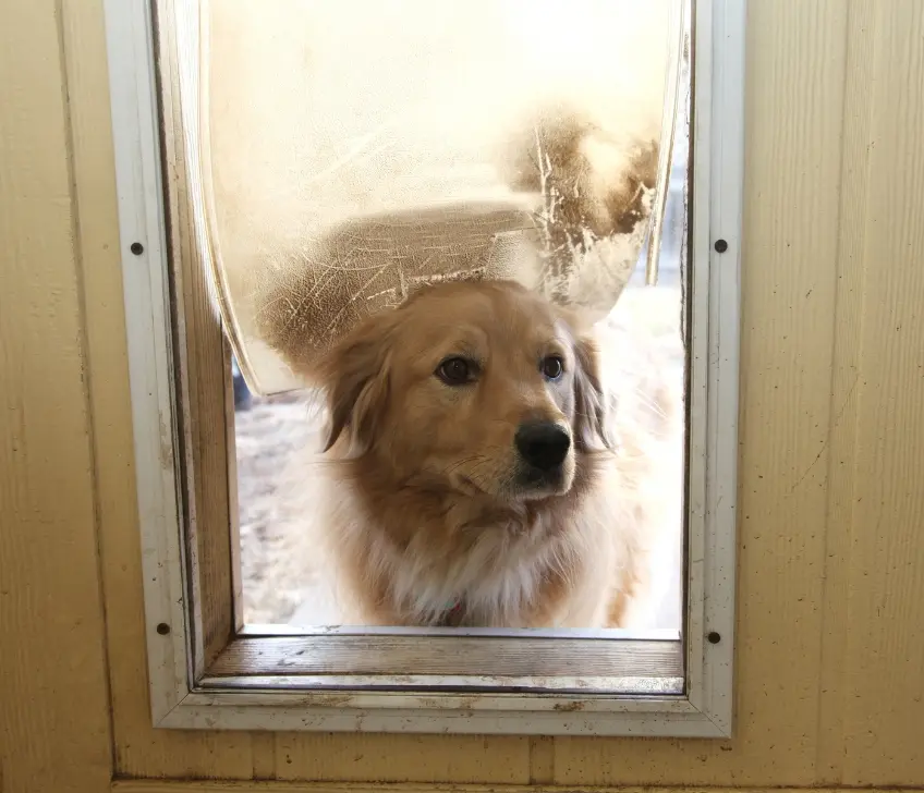 A dog peering through a dog door, raising concerns about the safety and security of using dog doors in homes.