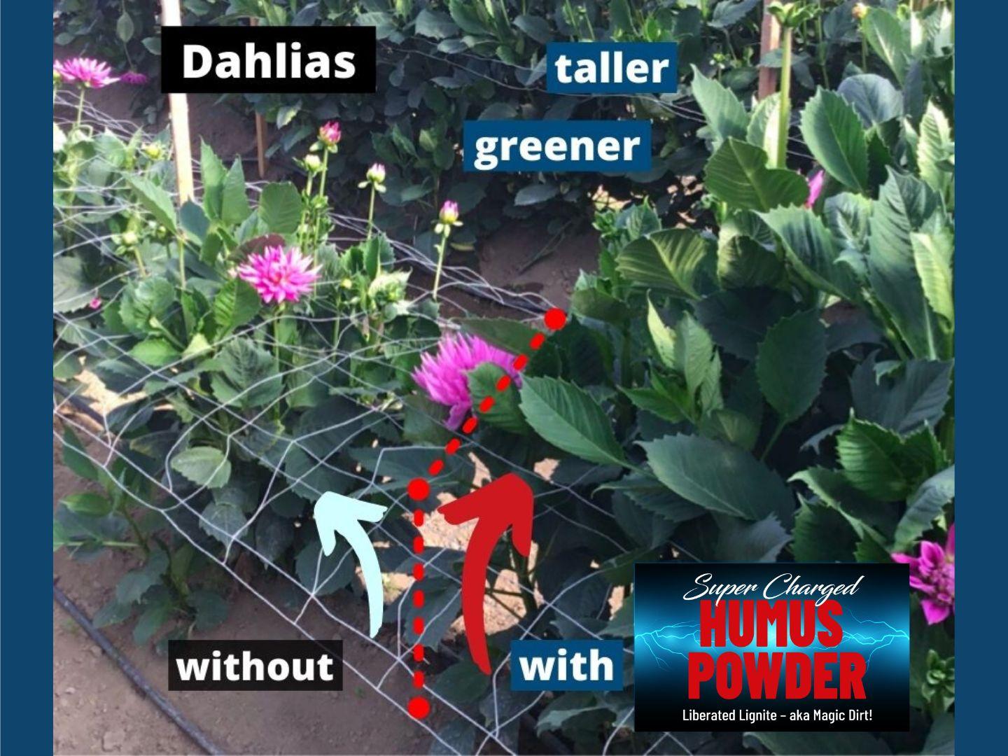 Humus Powder Dahlias