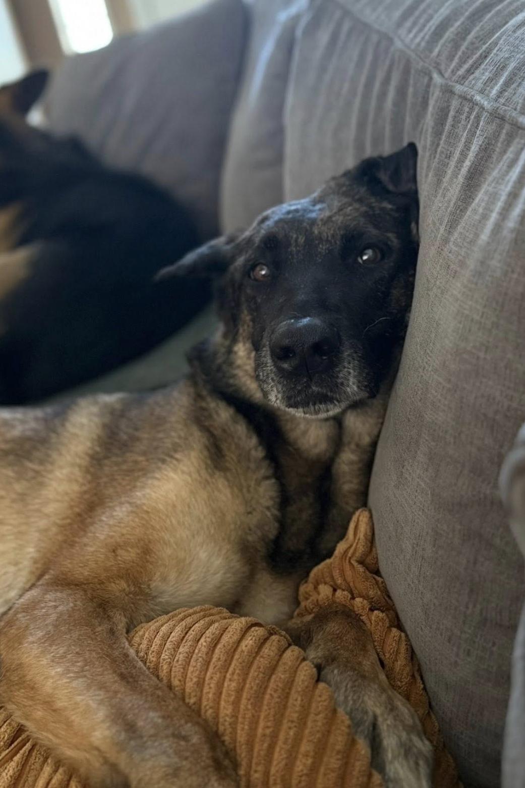 mwd nikita resting on couch