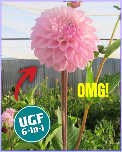 NGI UGF6in1 Pink Flower