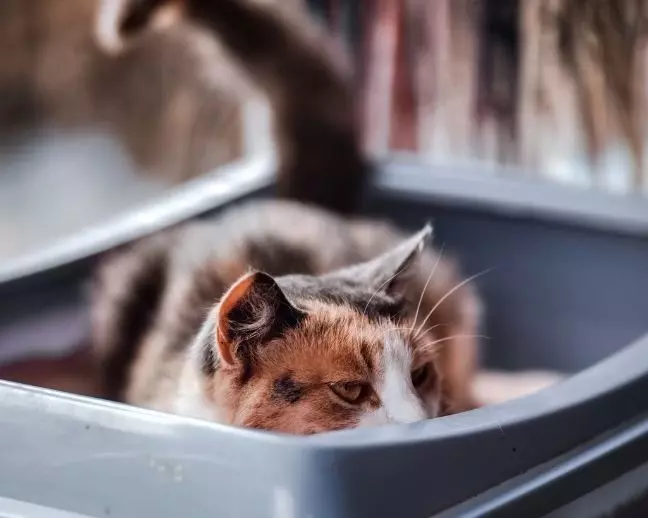 cat in cat litter box