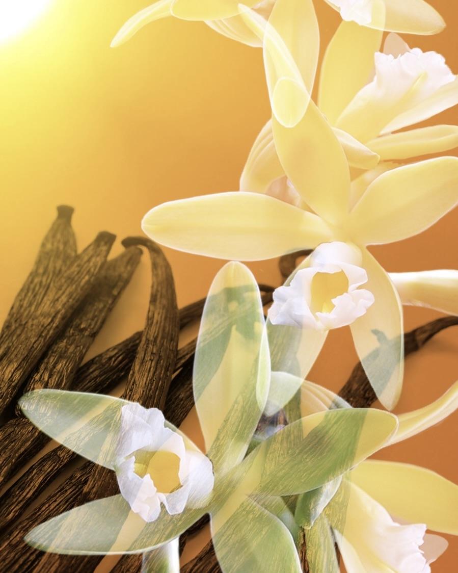 Vanilla Absolute LMR Accord