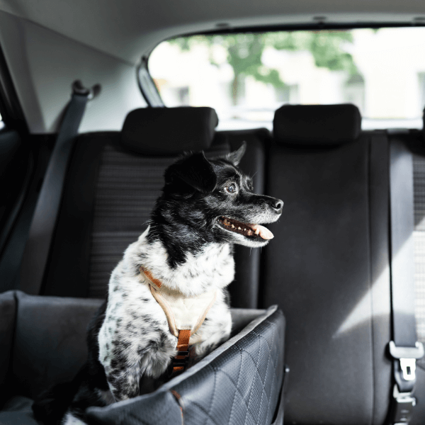 Door Buddy - Blog - Traveling with dogs