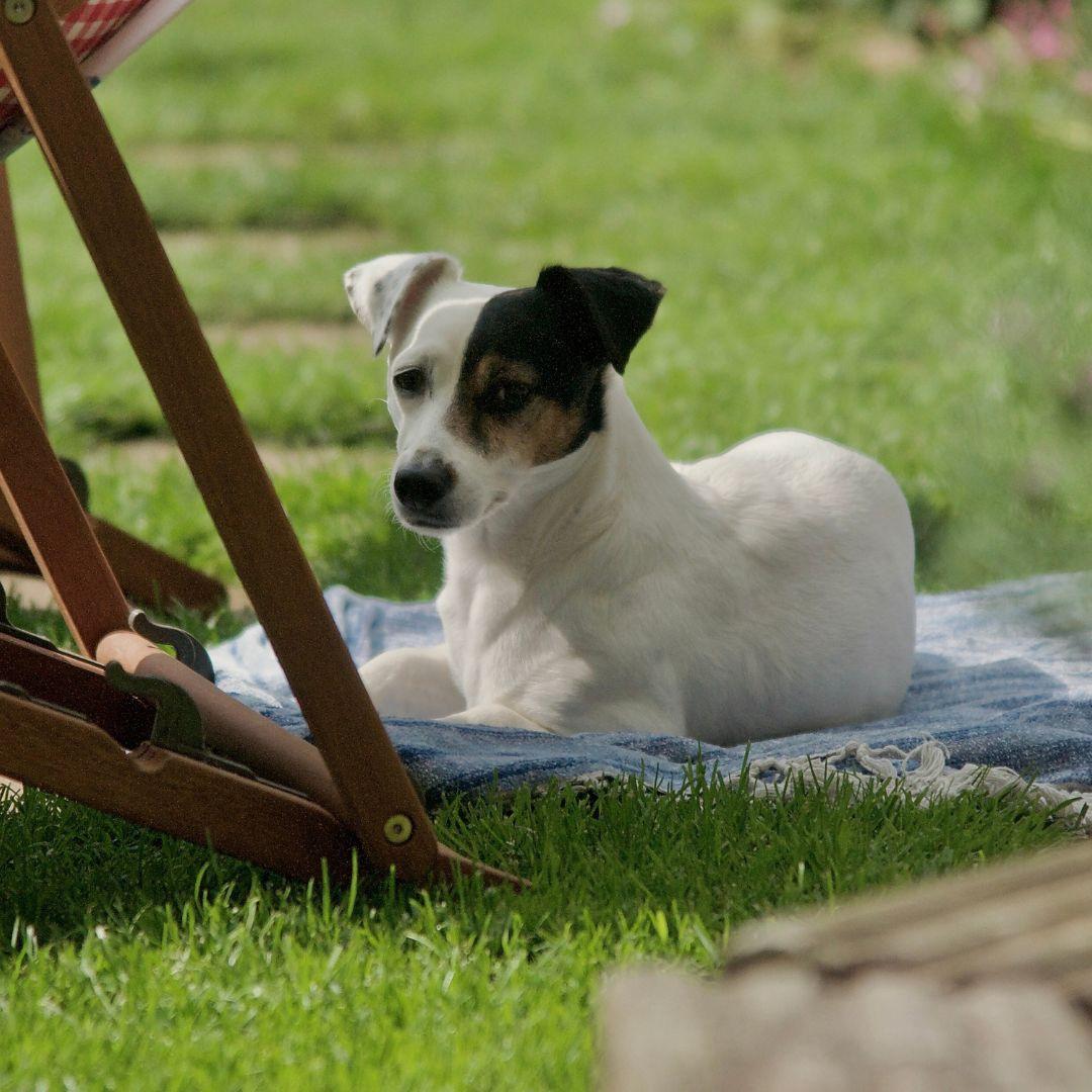 Terrier dog lying in shade