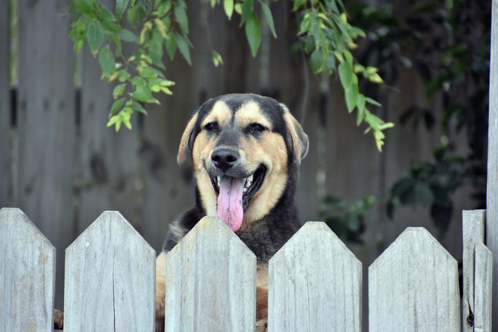 Is Your Dog a Good Neighbor? – 4Knines®