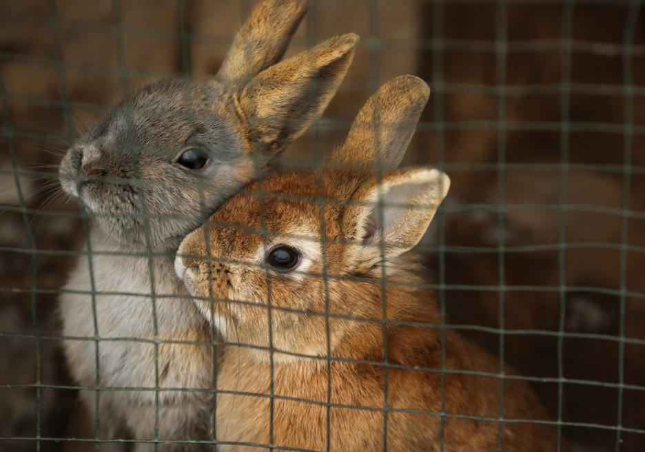 8 Rabbit Care Tips For Setting Up A Rabbit's Cage