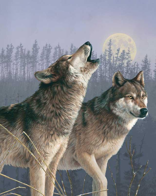 WOLVES