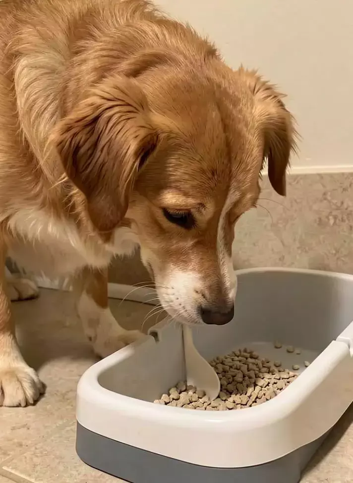 Is cat poop toxic to dogs