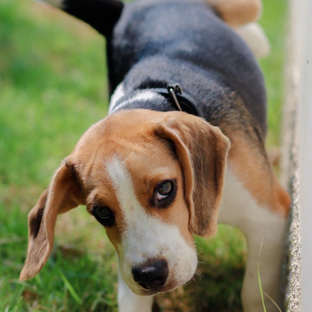 Male beagle puppy peeing