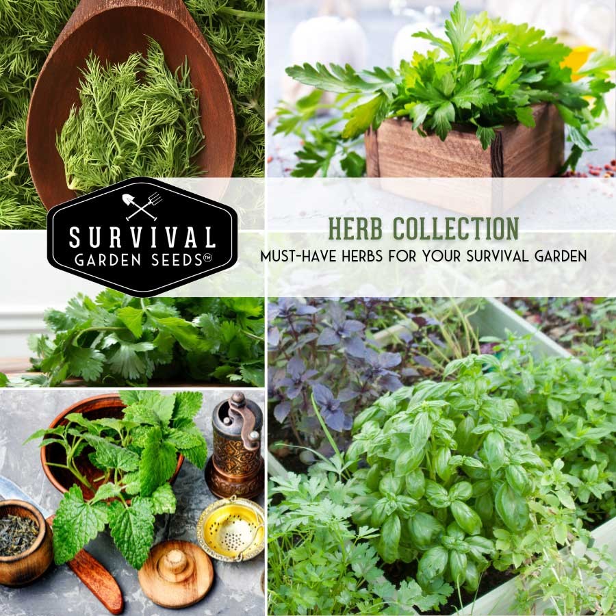 Herb Seed Collection - 5 Herb and Flower Seed Varieties for Tea