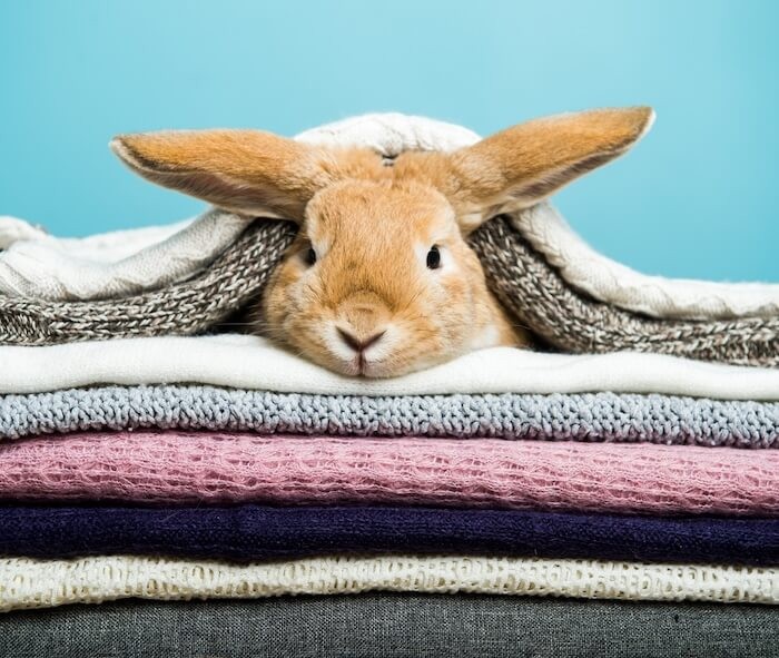 rabbit underneath blankets to stay warm