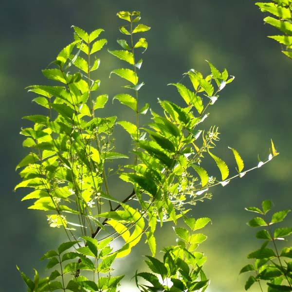 Neem Leaves image