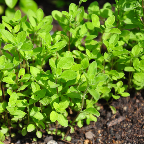 Sweet Marjoram Plant in the sun