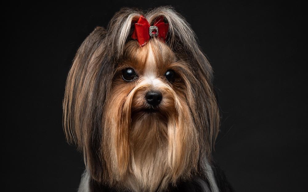 Is a studio photoshoot of a Biewer Yorkshire Terrier