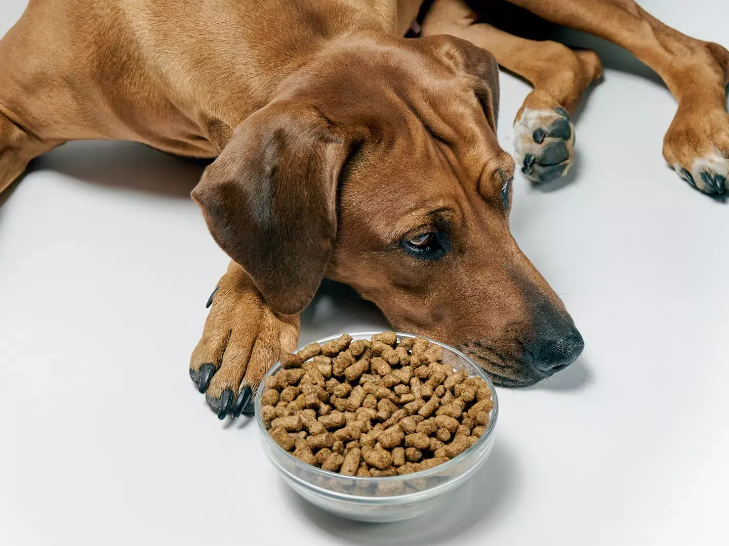 Selvita Canine Dog not hungry